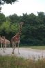 Tierpark-Berlin-130810-DSC_0609.JPG