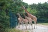 Tierpark-Berlin-130810-DSC_0611.JPG