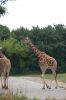 Tierpark-Berlin-130810-DSC_0615.JPG