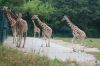 Tierpark-Berlin-130810-DSC_0617.JPG