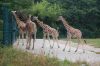 Tierpark-Berlin-130810-DSC_0618.JPG