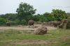 Tierpark-Berlin-130810-DSC_0663.JPG