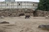 Tierpark-Berlin-130810-DSC_0666-DSC_0681.JPG