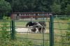 Tierpark-Berlin-130810-DSC_0671.JPG