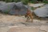 Tierpark-Berlin-130810-DSC_0704.JPG