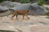 Tierpark-Berlin-130810-DSC_0706.JPG