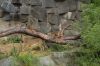 Tierpark-Berlin-130810-DSC_0735.JPG