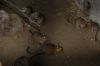 Tierpark-Berlin-130810-DSC_0860.JPG