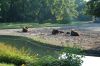 Tierpark-Berlin-130810-DSC_0892.JPG