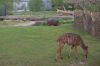 Zoologischer-Garten-Berlin-130506-DSC_0088.JPG