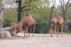 Zoologischer-Garten-Berlin-130506-DSC_0100.JPG