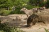 Zoologischer-Garten-Berlin-130506-DSC_0265.JPG