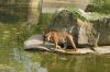 Zoologischer-Garten-Berlin-130506-DSC_0346.JPG