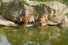 Zoologischer-Garten-Berlin-130506-DSC_0350.JPG