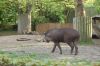 Zoologischer-Garten-Berlin-130506-DSC_0697.JPG