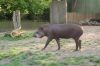 Zoologischer-Garten-Berlin-130506-DSC_0700.JPG