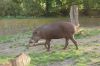 Zoologischer-Garten-Berlin-130506-DSC_0702.JPG