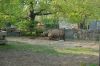 Zoologischer-Garten-Berlin-130506-DSC_0714.JPG