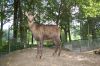 Tierpark-Neumuenster-130824-DSC_0059.JPG