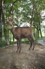 Tierpark-Neumuenster-130824-DSC_0060.JPG