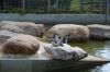 Tierpark-Neumuenster-130824-DSC_0125.JPG