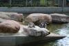 Tierpark-Neumuenster-130824-DSC_0126.JPG