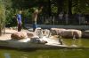 Tierpark-Neumuenster-130824-DSC_0144.JPG