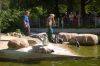 Tierpark-Neumuenster-130824-DSC_0152.JPG