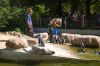 Tierpark-Neumuenster-130824-DSC_0155.JPG