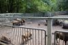 Tierpark-Neumuenster-130824-DSC_0199.JPG