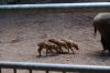 Tierpark-Neumuenster-130824-DSC_0201.JPG