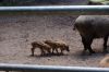 Tierpark-Neumuenster-130824-DSC_0202.JPG