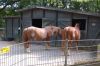 Tierpark-Neumuenster-130824-DSC_0244.JPG