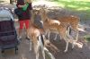 Tierpark-Neumuenster-130824-DSC_0333.JPG