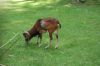 Tierpark-Neumuenster-130824-DSC_0350.JPG