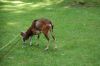 Tierpark-Neumuenster-130824-DSC_0351.JPG