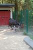 Tierpark-Neumuenster-130824-DSC_0467.JPG