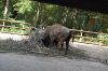 Tierpark-Neumuenster-130824-DSC_0487.JPG