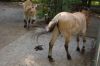 Tierpark-Neumuenster-130824-DSC_0516.JPG