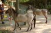 Tierpark-Neumuenster-130824-DSC_0532.JPG