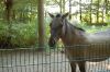 Tierpark-Neumuenster-130824-DSC_0533.JPG