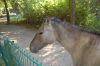 Tierpark-Neumuenster-130824-DSC_0534.JPG