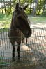 Tierpark-Neumuenster-130824-DSC_0535.JPG