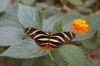 Schmetterlingspark-Alaris-Wittenberg-130830-DSC_0099.JPG
