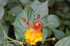 Schmetterlingspark-Alaris-Wittenberg-130830-DSC_0105.JPG