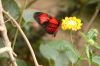 Schmetterlingspark-Alaris-Wittenberg-130830-DSC_0110.JPG