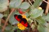 Schmetterlingspark-Alaris-Wittenberg-130830-DSC_0193.JPG