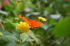 Schmetterlingspark-Alaris-Wittenberg-130830-DSC_0221-DSC_0329.JPG