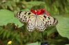 Schmetterlingspark-Alaris-Wittenberg-130830-DSC_0270.JPG