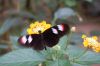 Schmetterlingspark-Alaris-Wittenberg-130830-DSC_0326.JPG